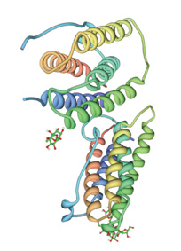 The molecular structure of interferon beta source: PDB